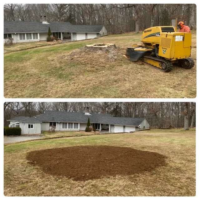 H & H Stump Grinding work photo