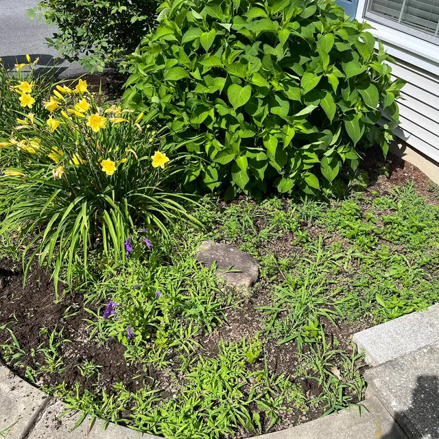 Weedy garden bed before mulching