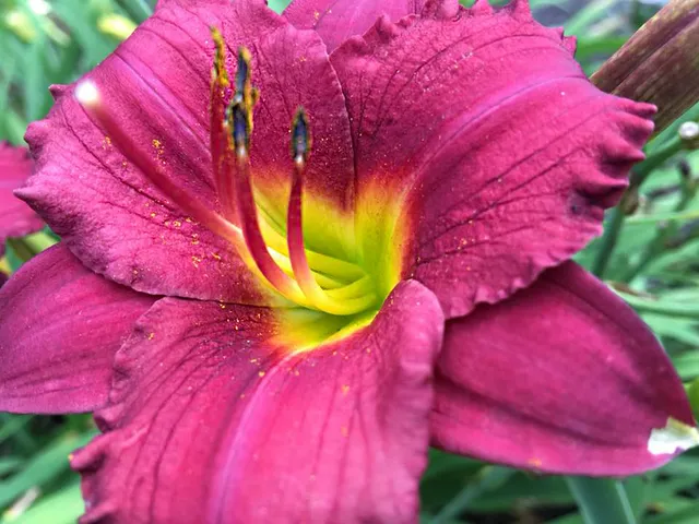 work photo from apexhorticulturedesign.com