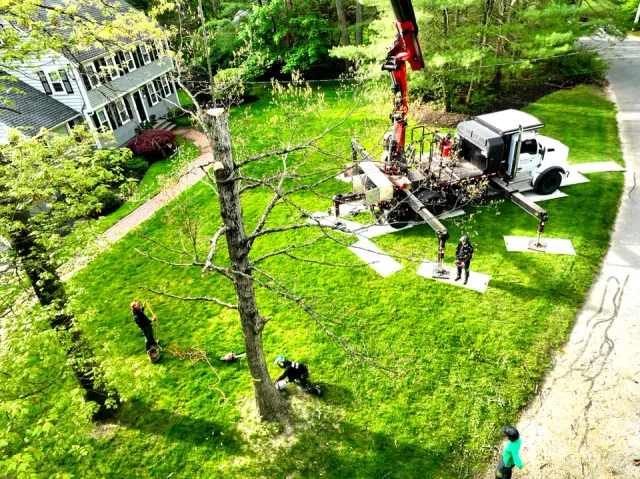 work photo from brotherstreeremoval.com