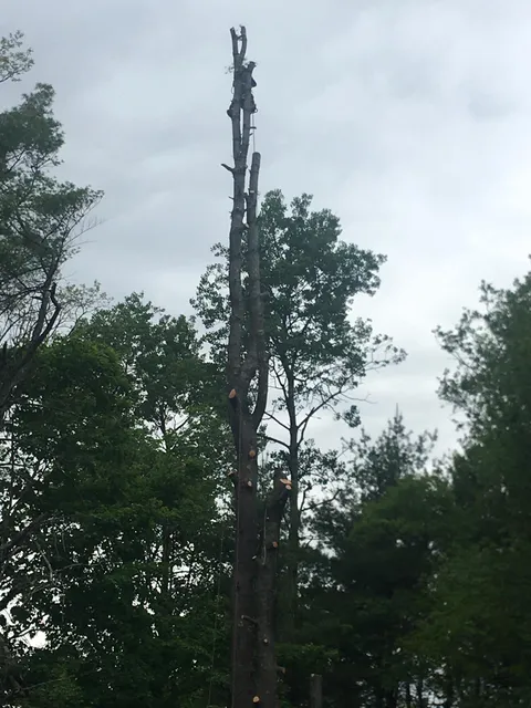 work photo from greeningreenouttreeservice.com