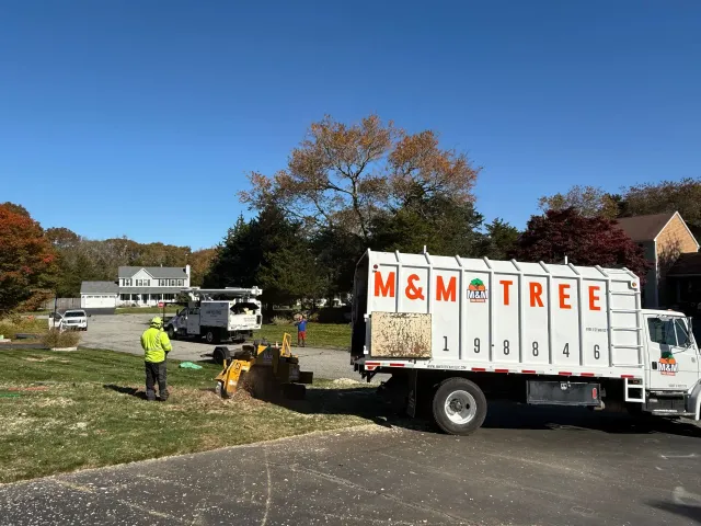 work photo from mmtreeservicellc.com