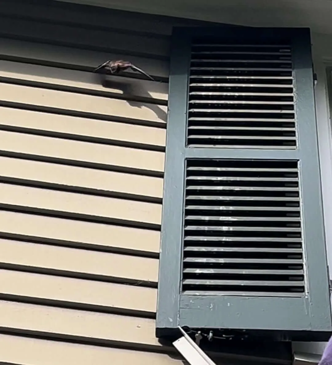 Bats behind shutters