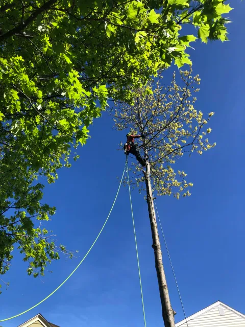 BittersweetRemoval_Treecare_Arborist_Rhode_Island.jpeg