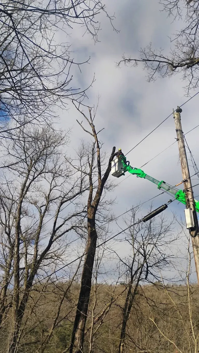 Tree trimmer in bright green lift bucket pruning bare branches on tall tree against cloudy sky