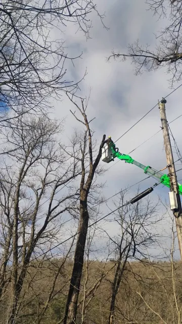 Tree trimmer in bright green lift bucket pruning bare branches on tall tree against cloudy sky