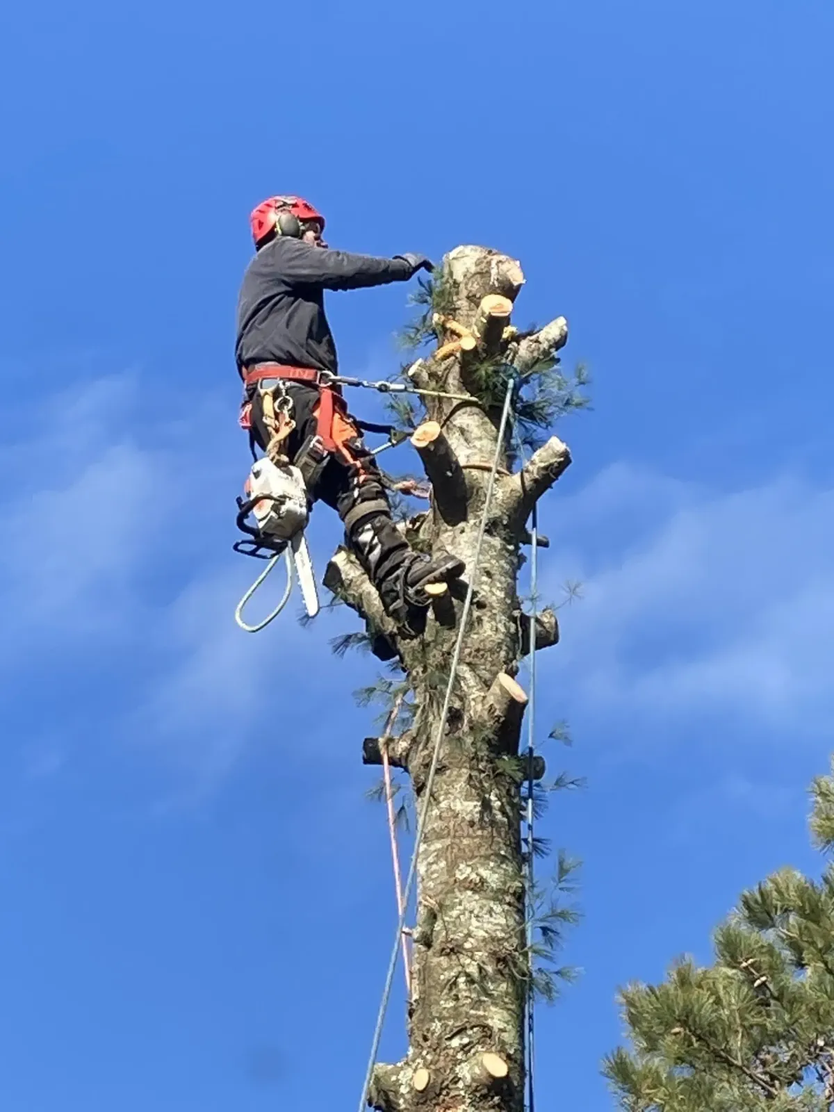 Tree Removal