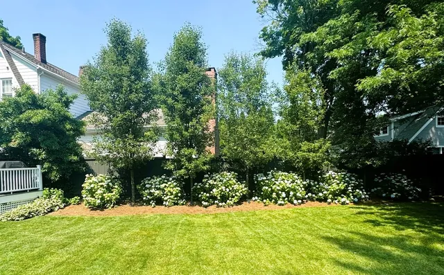 Backyard lawn bordered by privacy plantings and flowering shrubs