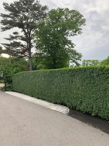 Bartlett Tree Experts work photo
