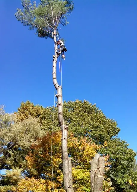 906B5330-712C-4AEA-9BBA-158DD764D03A.jpeg
