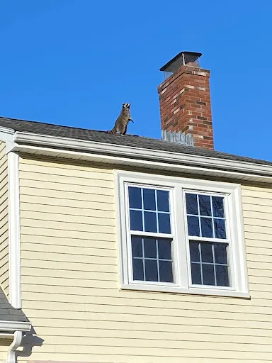 Baystate Wildlife Management work photo