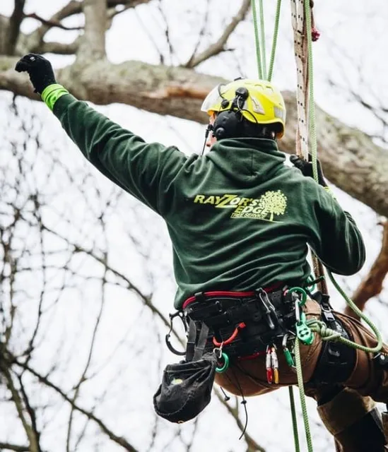 Rayzor's Edge Tree Service arborist suspended by rope, raising a hand while working in a tree