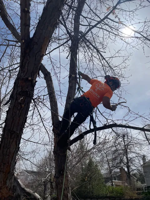 Meristem Tree Care and Plantscapes work photo