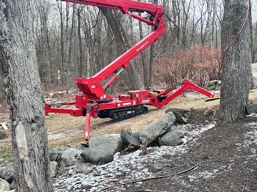 Cerberus Tree Service work photo