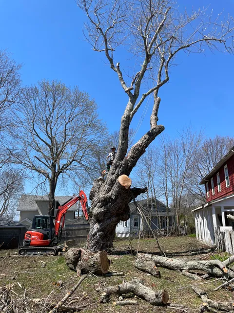 Baker's Tree Care work photo