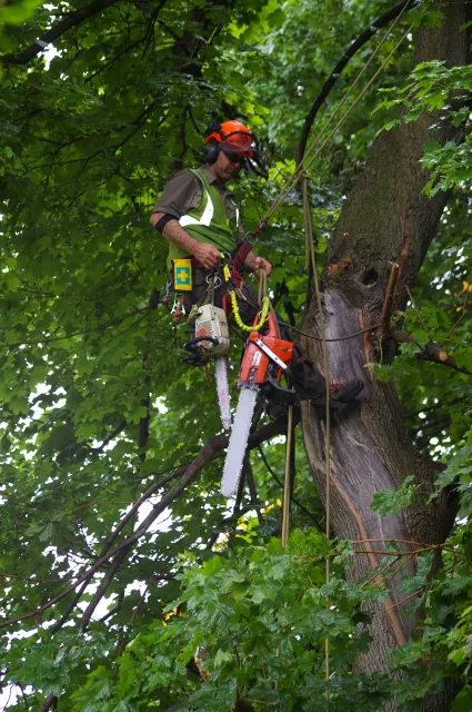 Tree Trimming/Pruning