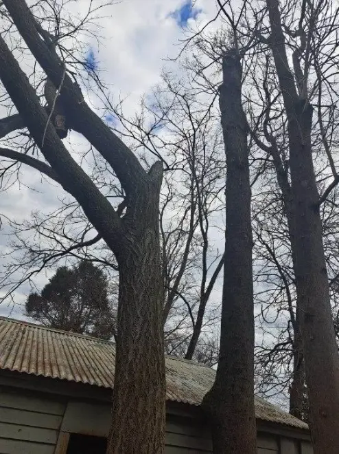 Tree Trimming