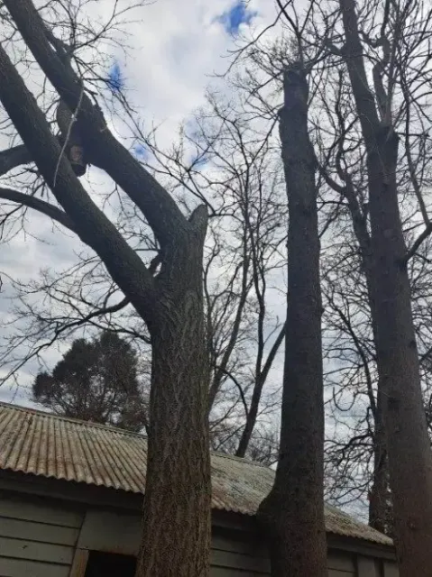 Tree Trimming