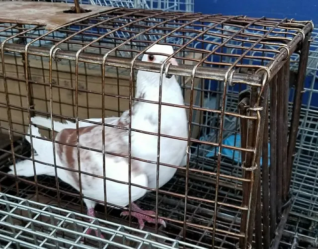 Springfield Bird Abatement work photo