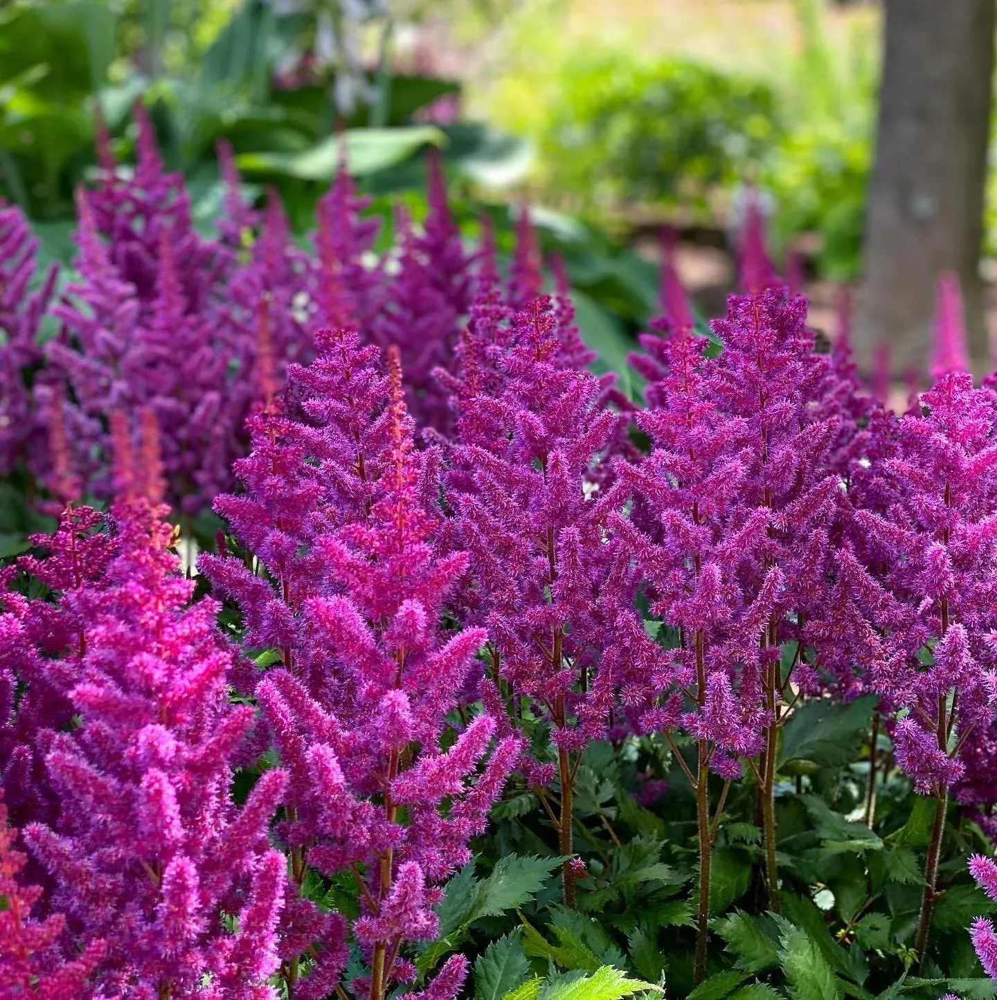 Close-up of vibrant purple and magenta Astilbe flowers in a garden setting with green leaves and blurred background.