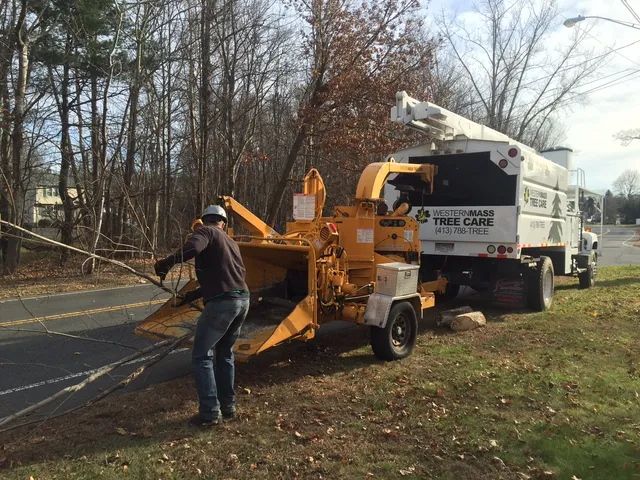 Western Mass Tree Care work photo