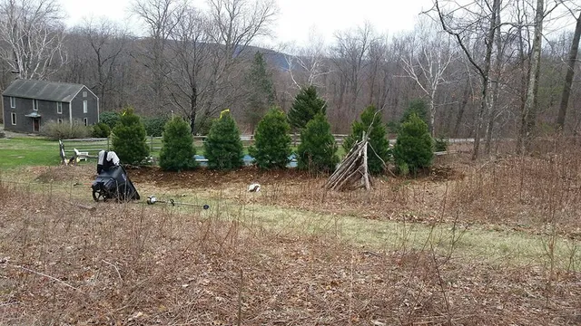 Wide yard with bare trees, evergreen shrubs, and a small stone house in the background.
