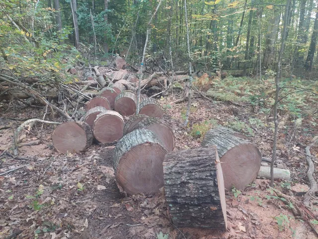 NH Forestry Services work photo