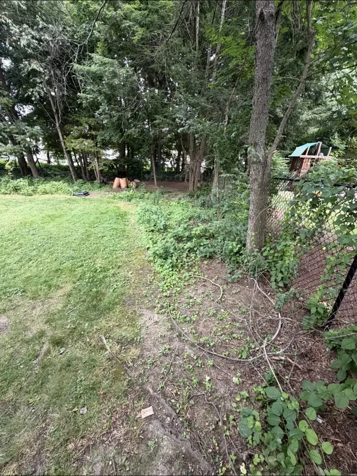 Overgrown weeds and groundcover along the wooded property edge before cleanup