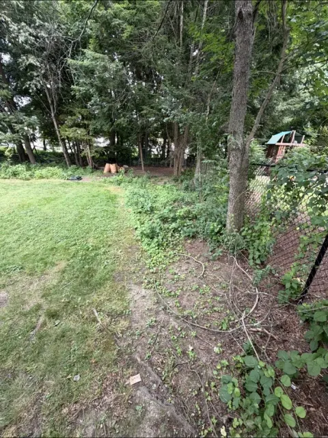 Overgrown weeds and groundcover along the wooded property edge before cleanup
