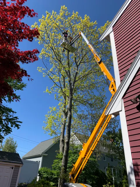Frank’s Tree Work work photo