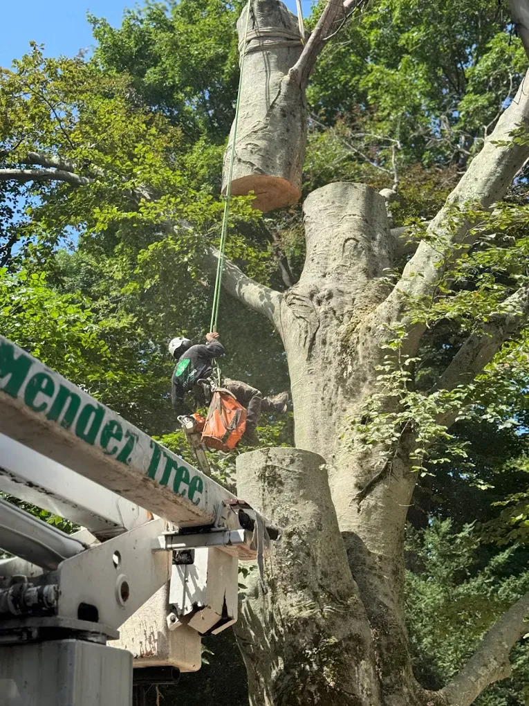 Heavy Limb Crane Lift