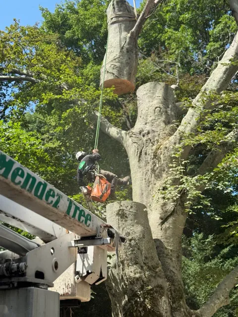 Heavy Limb Crane Lift
