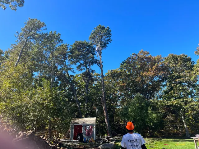 Karl's Tree Removal researched project photo