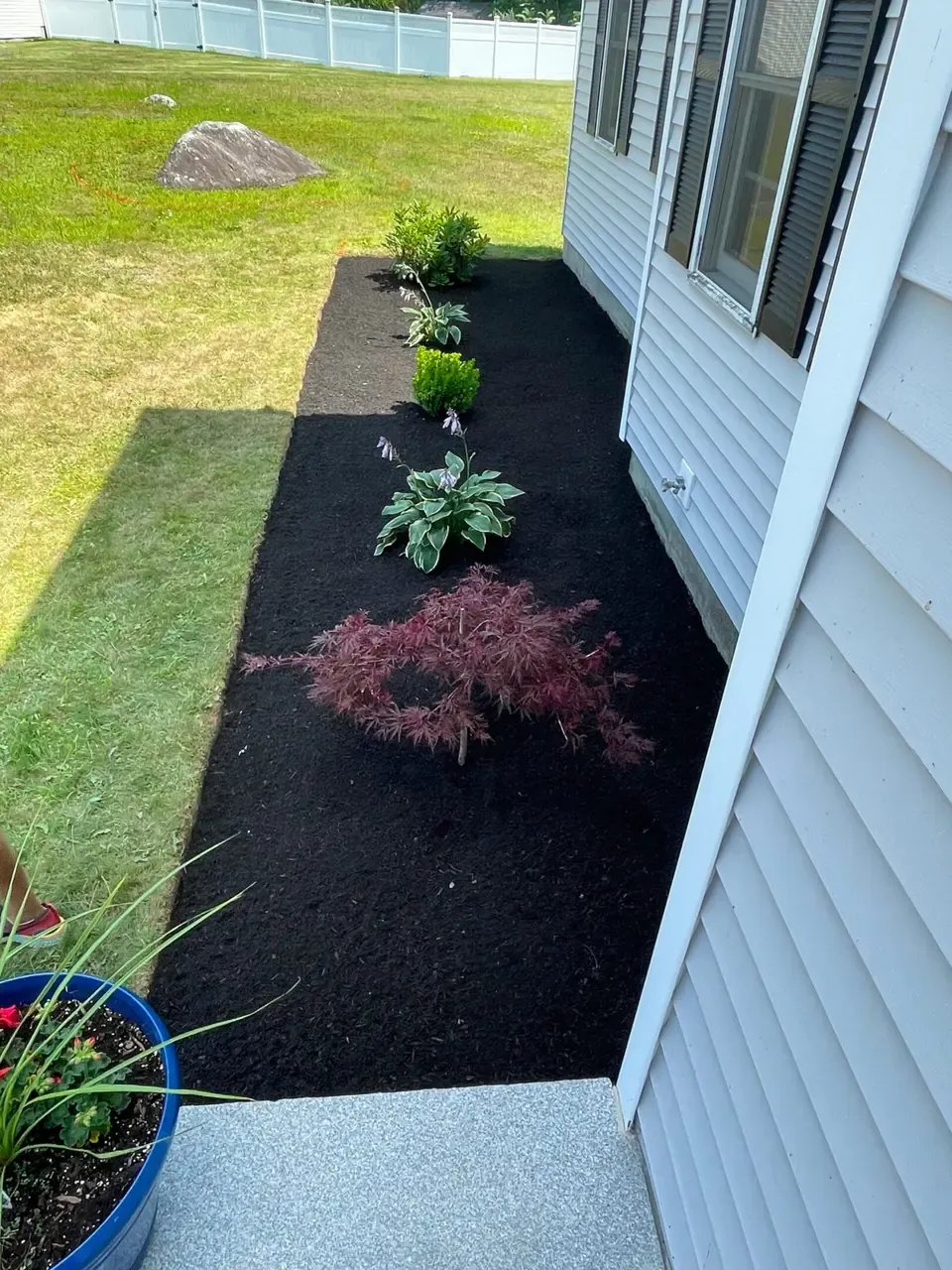 Fresh black mulch and newly spaced shrubs in a foundation garden bed