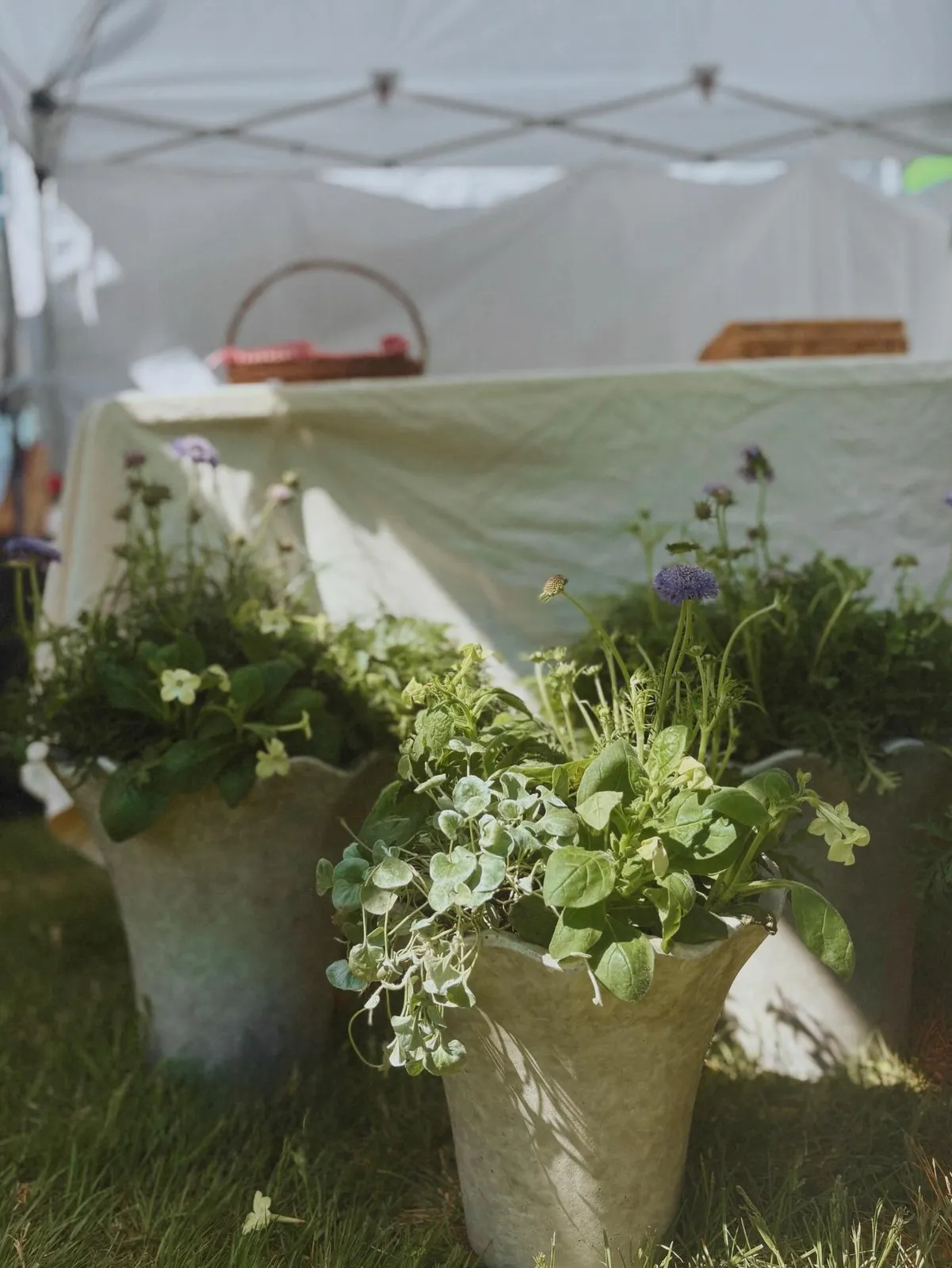 Grotonfest Spring

#gardening #smallbusiness #massachusetts