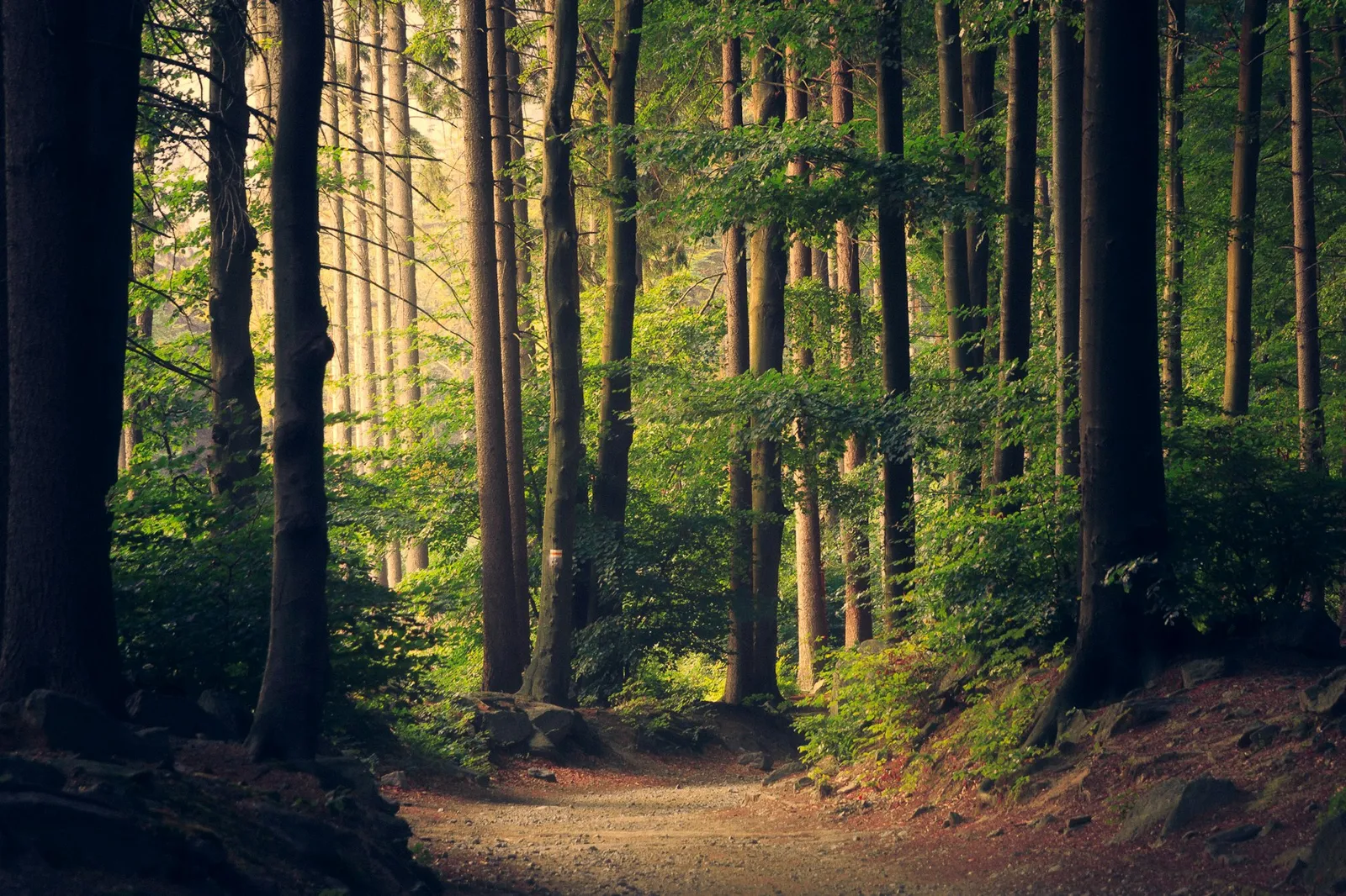 work photo from arboractive.co