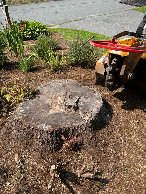 Large front-yard stump before grinding on Cape Cod