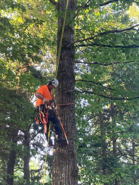 work photo from blackbeartreemaine.com