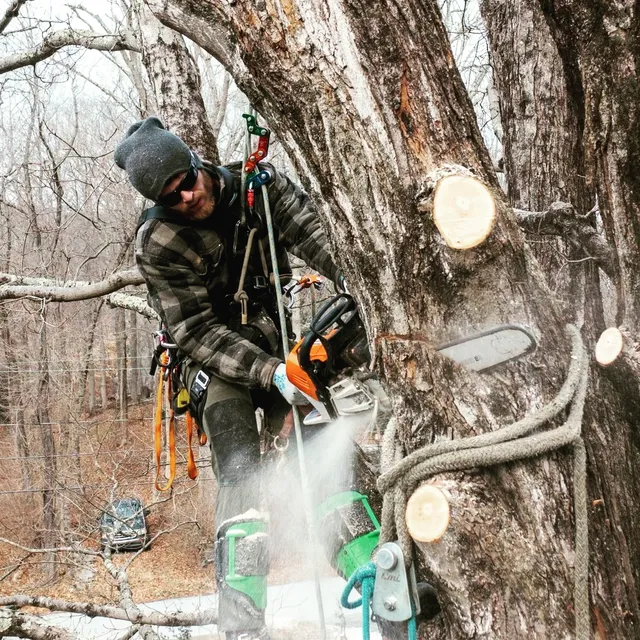 Middlesex Tree work photo