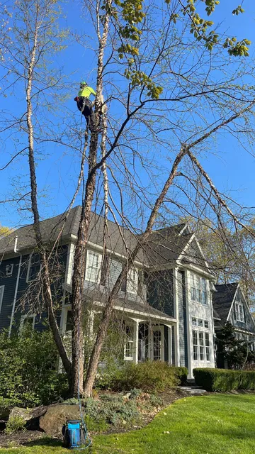 work photo from twtreecare.com
