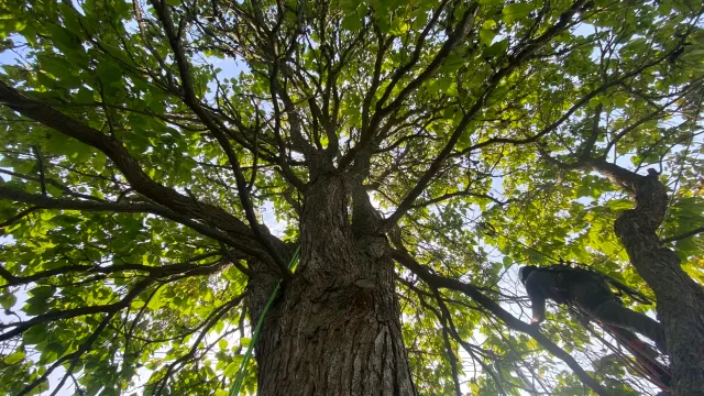 RhodeIslandTreeCare_ArboristClimbingTree_Homepage.jpg