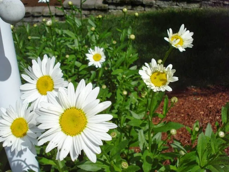 Tompkins Landscape Corporation