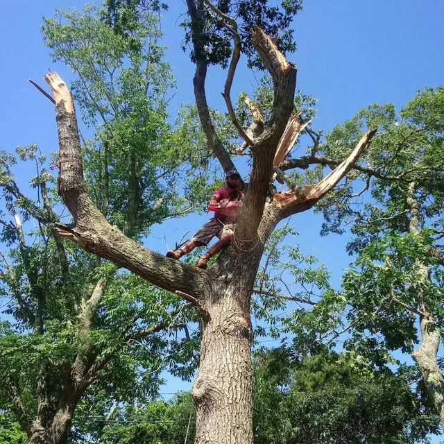 Sectional takedown of a storm-damaged oak