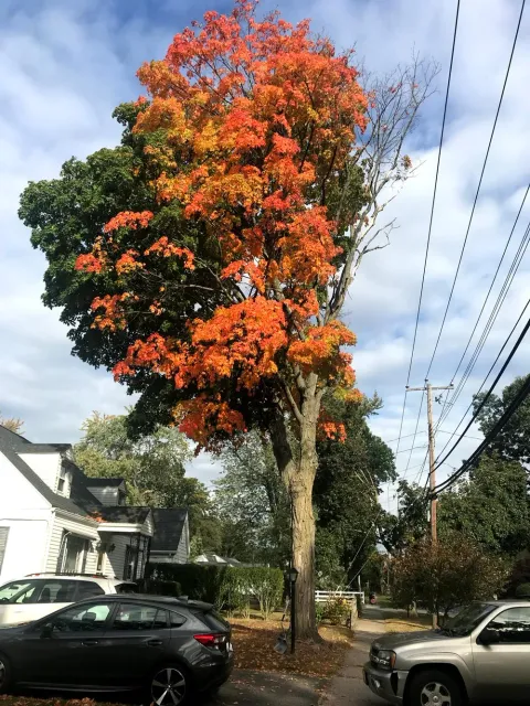 Tree With Green And Orange Leaves — Springfield, MA — Mendez Tree Service LLC