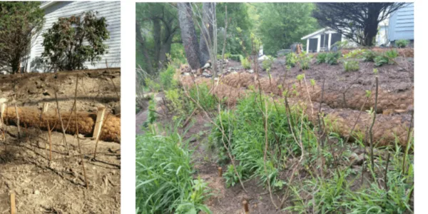 Live Stake three month after planting (August); Live Stake one year after planting (June); Live Stake hedge two years after planting (August). Project: Residential Woodland Edge Enhancement, Amherst, MA