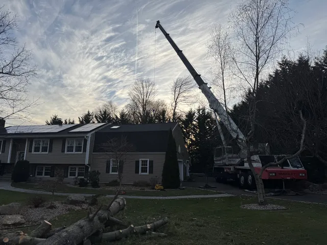 Martinik Tree service work photo