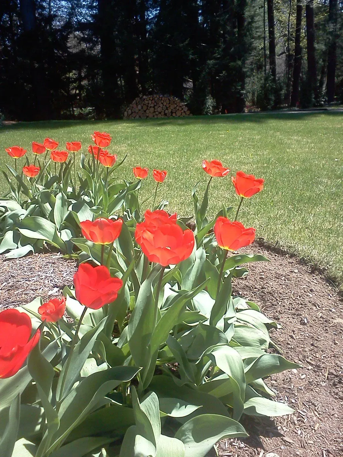 Red tulips blooming along a curved garden bed in a sunny lawn with trees in the background