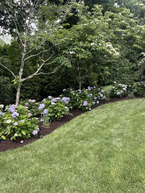Hydrangea bed maintained by O'Dell Landscape Services