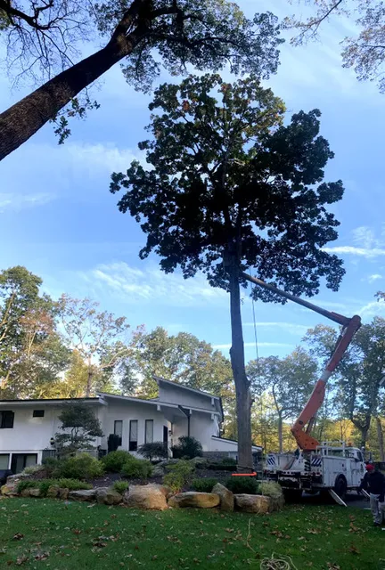 work photo from lnttreeservice.com
