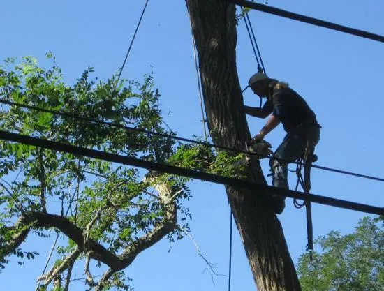 work photo from capecodtreeservices.com